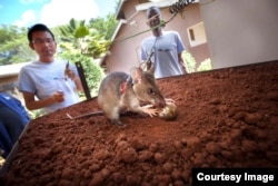 African giant pouched rats are trained to detect landmines by using their extraordinary sense of smell.