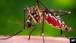 پشۀ ایدیس مصری ناقل ویروس زیکا به انسان است.