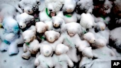 თოვლით დაფარული სათამაშოები, ნიუთაუნი, 25 დეკემბერი 2012 წელი. დაღუპული ბავშვების ხსოვნას ქალაქის მოსახლეობამ პატივი სათამაშოების მიტანით მიაგო.