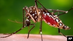 پشۀ ایدیس مصری که گمان می رود ناقل ویروس زیکا باشد.