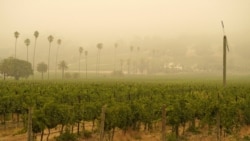 FILE - In this Sept. 10, 2020, file photo, smoke and haze from wildfires hovers over a vineyard in Sonoma, California.