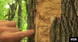 FILE - The larvae of the emerald ash borer devastate trees across the U.S.