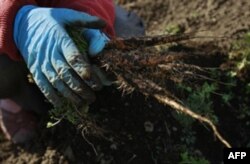 Yadroviy fojia oqibatlari: Yaponiyaning kimsasiz shahar va qishloqlari