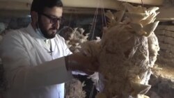  کشت سمارق، جاگزین مناسب کوکنار است- دهقان 