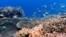 Sekelompok ikan berenang di kawasan Great Barrier Reef. (Foto: Tim Gordon, University of Exeter).