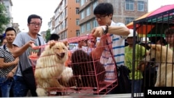 FILE - Animal activists load a cage holding dogs which they just bought from vendors to stop them from being eaten ahead of the annual dog meat festival in Yulin, Guangxi Zhuang Autonomous Region, June 20, 2014.