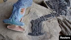 A fossil of Atopodentatus unicus is seen alongside a reconstruction showing what it would have looked like in life is shown in this image released May 6, 2016. (Courtesy: Nick Fraser/National Museums Scotland) 