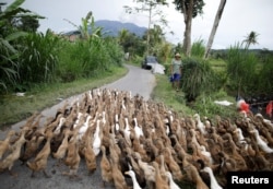 A farmer walks his ducks up a street as Mount Agung volcano erupts in the background, inside the evacuation zone in Karangasem Regency, Bali, Indonesia, Nov. 30, 2017.