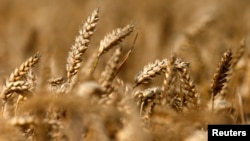 FILE - A field of unharvested wheat. 