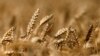 Asia's Middle Class Changes Demand for Wheat Grain