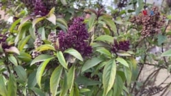 په قرآن کې د ذکر شوو نباتاتو بڼ
