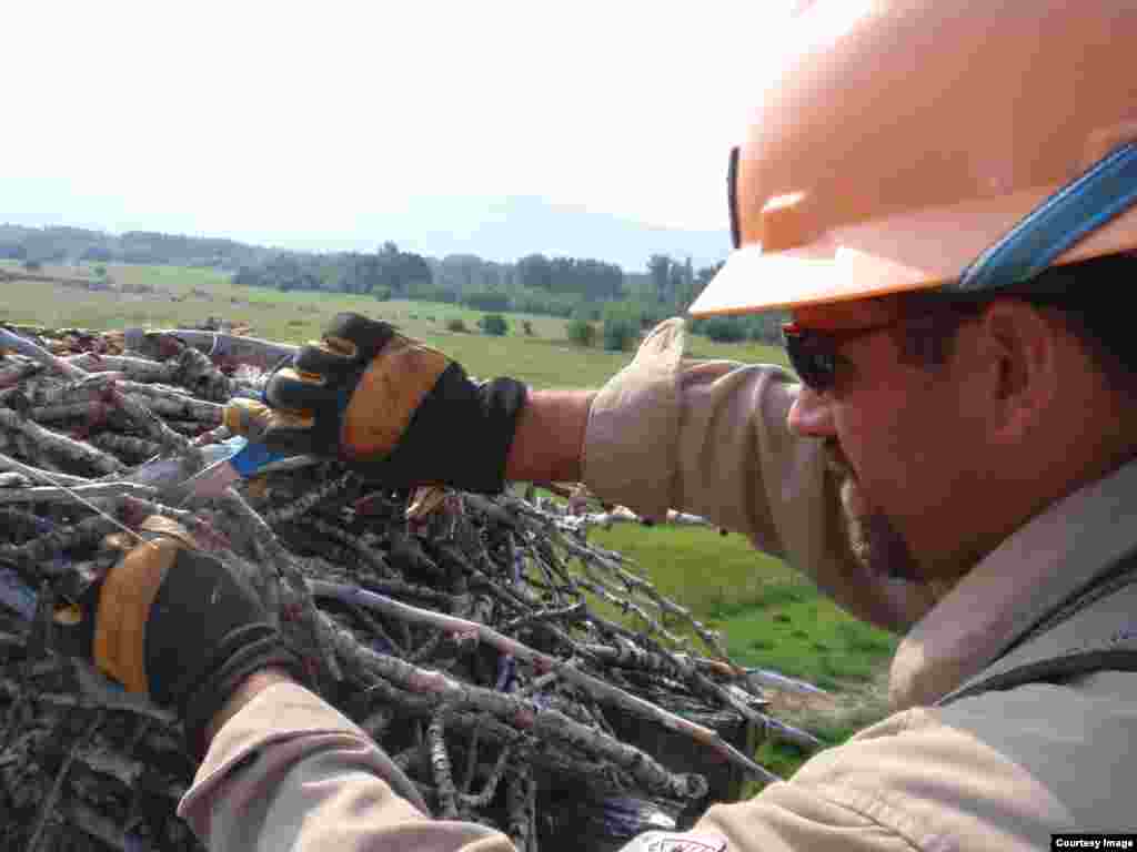 Scissors are George Porter’s tool of choice to remove the baling twine woven into this osprey nest. (Tom Banse/VOA)
