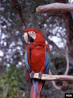 When we visited, we found this fellow (or lady bird) to be stunning in appearance and anything but shy. (Carol M. Highsmith)