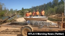 ... and there are huge crocodiles! (like this one captured in Australia.)