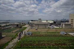 Brooklyn Grange di wilayah Brooklyn, New York City, AS, 23 Mei 2021. (AFP)