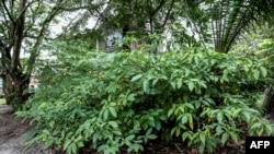 Une plante d'Iboga, à Libreville, le 17 février 2018.