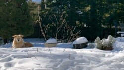This image shows a dog resting by a backyard garden covered in snow in Westchester County, N.Y. on Feb. 4, 2021. (AP Photo/Julia Rubin)