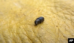 In this July 12, 2017, photo, a dead beetle lies on a firefighter's leather glove near Albany, Wyo.