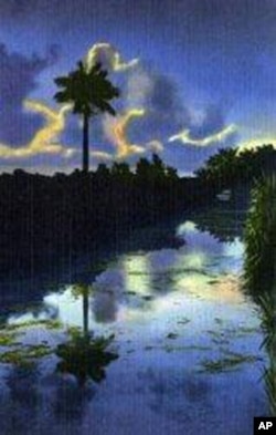 This lovely photo of the Everglades at dusk was made into a postcard in the early 1900s.