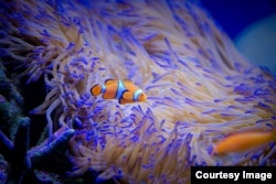 Kompleks akuarium riset marina(SeaSim) di Australian Institute of Marine Science, Townsville, 19 Maret 2015, (Courtesy Image, DFAT / Patrick Hamilton).