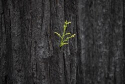 FILE New growth on burned trees from the 2020 CZU Lightning Complex Fire is seen at Big Basin Redwoods State Park in Boulder Creek, Calif., Thursday, April 22, 2021. The park which was scorched last summer after lightning sparked about 650 fires in Northern California, is recovering. (AP Photo/Nic Coury)