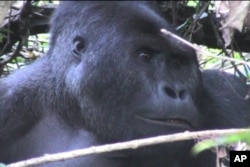 Gorillas on the Brink