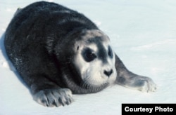 Climate change is impacting most life on Earth. Credit: Kit M. Kovacs - Christian Lydersen NPI