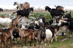 Kawanan kambing terlihat di Blue Ledge Farm pada Kamis, 14 April 2011. (Foto: AP/Toby Talbot)