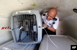 Wings of Rescue co-pilot Jose G. Martinez reaches for one of the last of a load of 35 dogs from Texas shelters flown to make space for companion animals rescued in the Hurricane Harvey aftermath, in Seattle, Aug. 30, 2017.