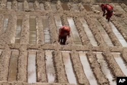 Wanita petani Pakistan menanam bibit sayur mayur di Lahore, Pakistan, 13 Juni 2014.