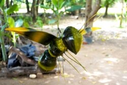 រូប​សត្វ​ឃ្មុំ ដែលធ្វើ​ពី​ដូងស្តរ​ បាញ់ថ្នាំ​រួច​ ដែល​អ្នកស្រី​ សំ​ សម្ផស្ស​ បាន​ធ្វើ​ដោយ​ប្រើពេល​ប្រហែល​ ១៥នាទី​ នៅ​ភូមិគោក​គ្រើល​ ឃុំ​លាង​ដៃ​ ស្រុកអង្គរ​ធំ​ ខេត្ត​សៀមរាប នៅ​ថ្ងៃទី ២២ ខែ​កក្កដា​ ឆ្នាំ​២០២០។​ (ខាន់​ សុគុំមនោ​/វីអូអេ)