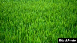 Have you heard a person compare a task to "watching the grass grow?"