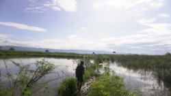 Seorang warga berjalan diantara pematang sawah yang tidak bisa diolah sejak Juli 2020 karena terendam air danau Poso. Jumat, 6 November 2020. Foto: Mosintuwu/RayRarea