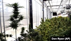 Hemp plants sit at the Unique Botanicals facility in Springfield, Oregon.