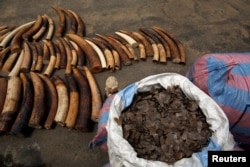 FILE - Bags of pangolin scales are pictured next to elephant tusks seized from traffickers by Ivorian wildlife agents, Abidjan, Ivory Coast, Jan. 25, 2018.