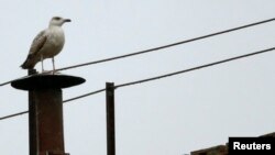 A seagull rests on the chimney of the Sistine Chapel at the Vatican, March 13, 2013.