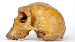 The Broken Hill skull, Homo heidelbergensis, a fossil of an extinct human species found in Zambia in 1921, is seen in this undated image provided to Reuters on March 31, 2020. Kevin Webb/NHM Image Resources/The Trustees of the Natural History Museum in Lo