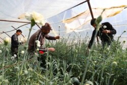 Abu Ahmad (tengah) bersama karyawannya memetik bunga anyelir di rumah kacanya, untuk dijual ke toko bunga di Idlib, barat laut Suriah, 21 Februari 2021. (OMAR HAJ KADOUR / AFP)