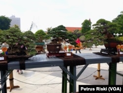 Beberapa tanaman bonsai yang dipamerkan dan dilombakan pada Festival Bonsai Nusantara di halaman Taman Surya Balai Kota Surabaya (foto: VOA/Petrus Riski)