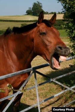 Horses use similar facial muscles to humans, suggesting an evolutionary parallel in how horses and humans use the face to communicate. (Credit: Jennifer Wathan)