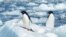 File - Penguins in the Antarctic's Cape Royds. A plan to protect in the Southern Ocean and Ross Sea has failed. 