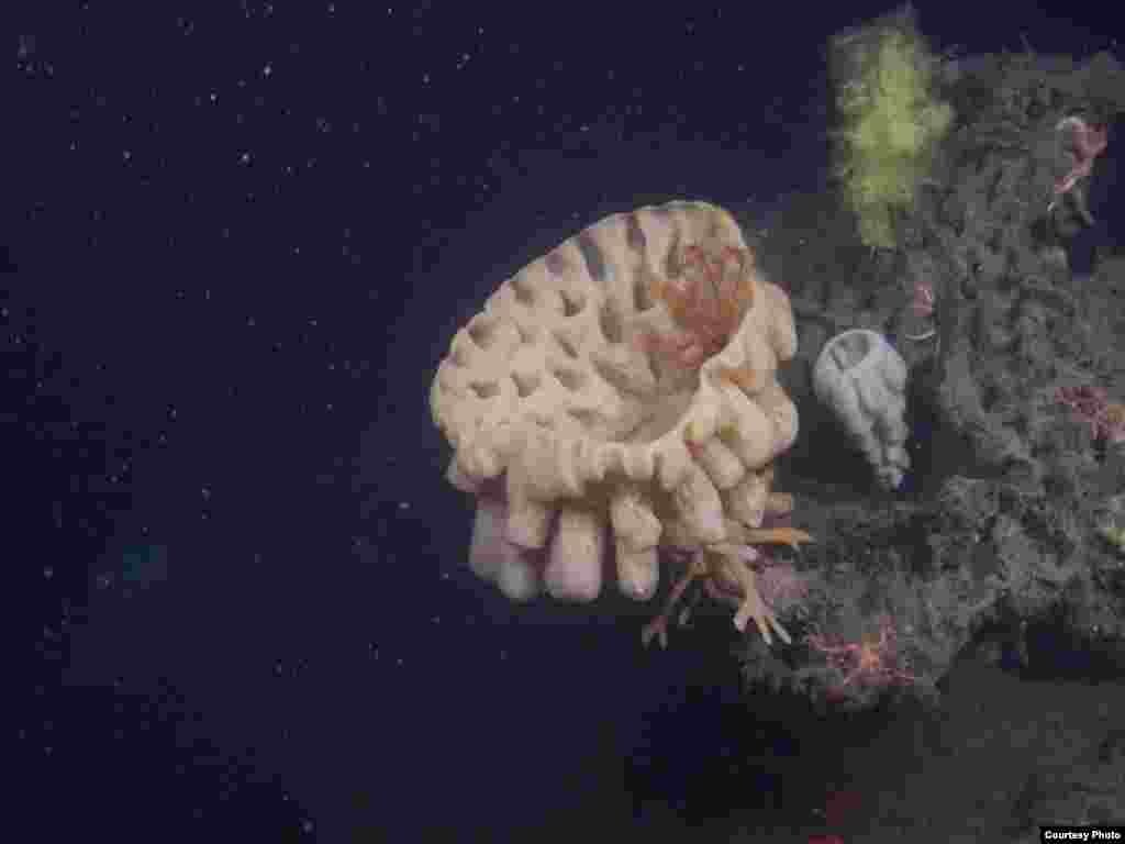 Sponges colonizing carbonates from a dormant methane seep site, Eel River Basin, California. (V. Orphan) 