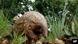 资料照：一只穿山甲在南非约翰内斯堡的一处私人领地里觅食。（2019年2月15日）