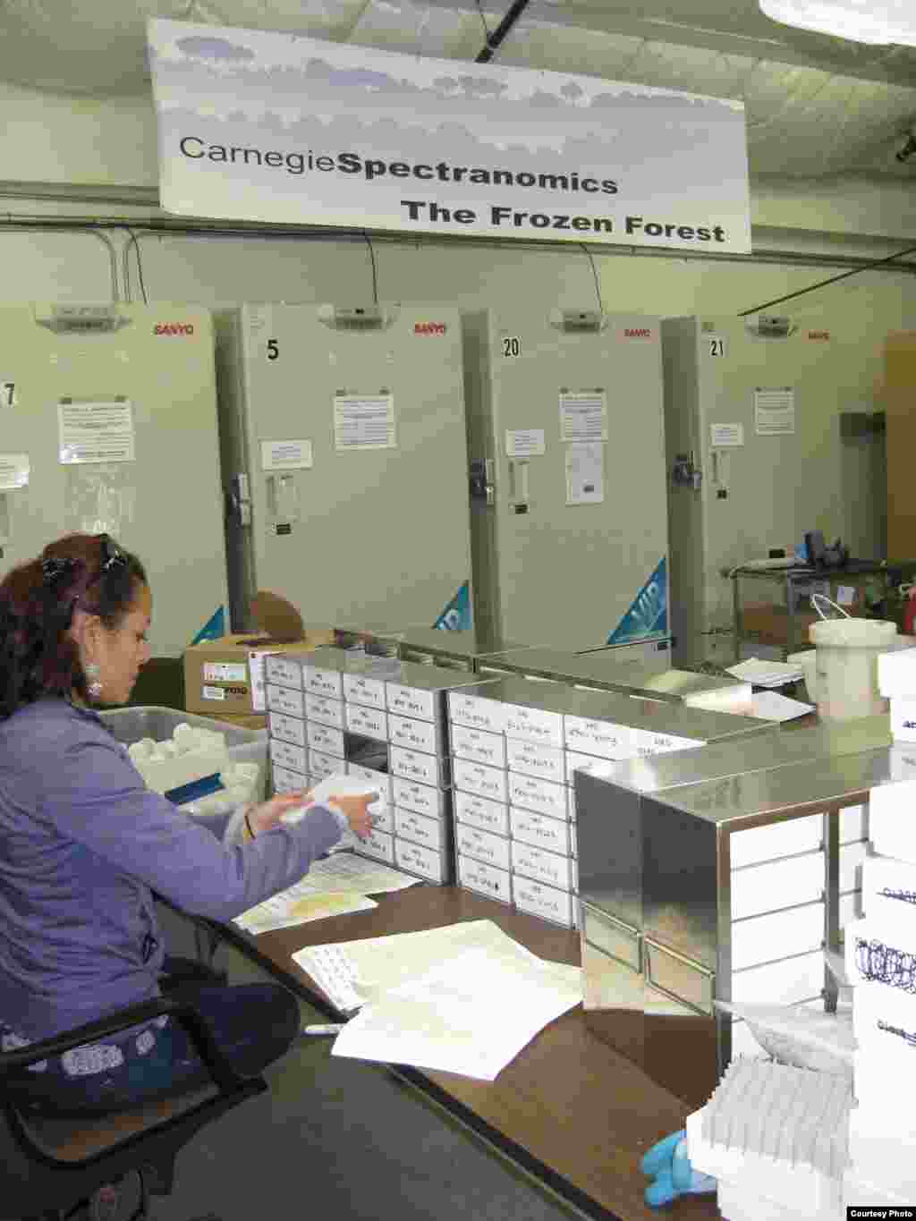 A Carnegie Institution scientist analyzes cytogenetically preserved tropical tree foliage for various chemical traits that can predict how it will survive. (Greg Asner)