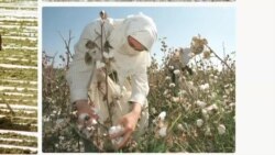 O'zbekiston - odam savdosi, majburiy mehnat / US TIP Report Uzbekistan