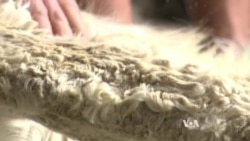 Alpaca Farmer Shears His Way to Success