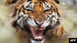 Seekor harimau Bengal sedang berendam di kolam di dalam kandang di Kebun Binatang Alipore di Kalkuta, 20 Juni 2018. Para ilmuwan mengatakan hanya tersisa enam sub spesies harimau di dunia saat ini.