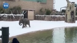 Texasda qish: sohillar va hayvonot bog'i 