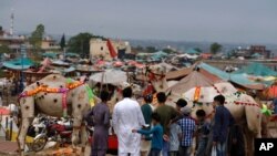 Men look at decorated camels at a cattle market set up for the upcoming Muslim festival Eid al-Adha, in Islamabad, Pakistan, July 26, 2020.