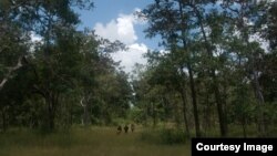 រូបឯកសារ៖ រូបភាពព្រៃឡង់​ ដែល​​មាន​ផ្ទៃដី​ប្រមាណ​៥០​ ម៉ឺន​ហិកតា ​ដោយ​គ្រប់​ដណ្តប់​ខេត្ត​ចំនួន​៤ ​គឺ​ព្រះ​វិហារ ​កំពង់ធំ ​ក្រចេះ ​និង​ស្ទឹងត្រែង។​ (រូប​ថត​ផ្តល់​ឲ្យ​ដោយ​បណ្តាញ​សហគមន៍​ព្រៃឡង់)